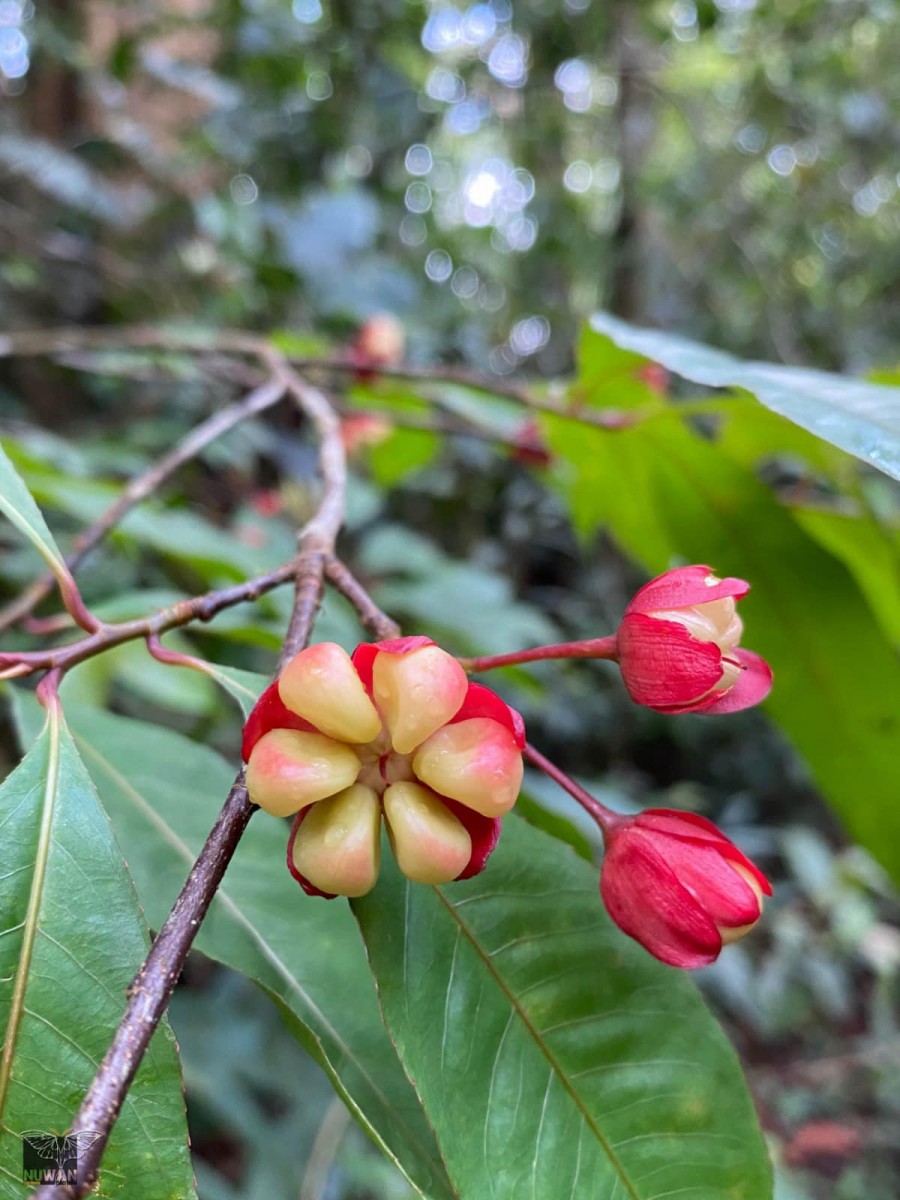 Ochna jabotapita L.